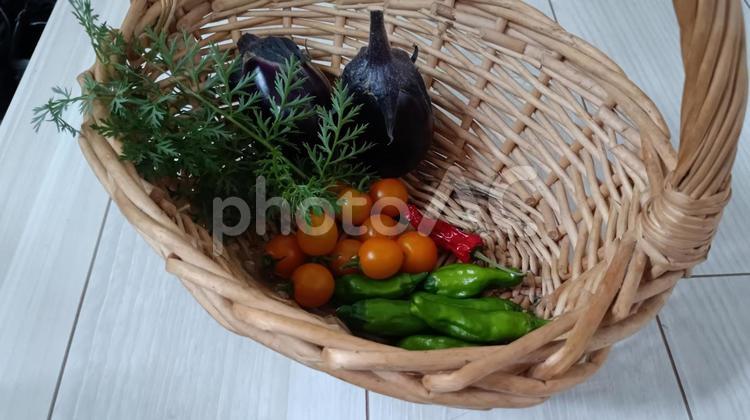 家庭菜園の収穫・夏野菜の盛り合わせ ミニトマト,茄子,獅子唐の写真素材
