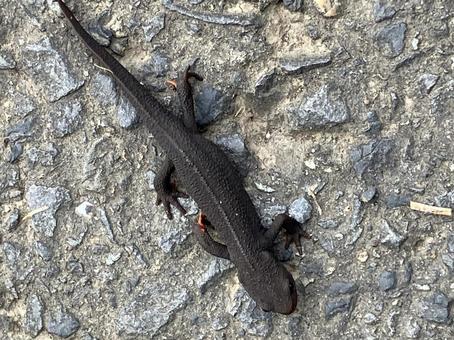 Photo, natural, creatures, roadside, 