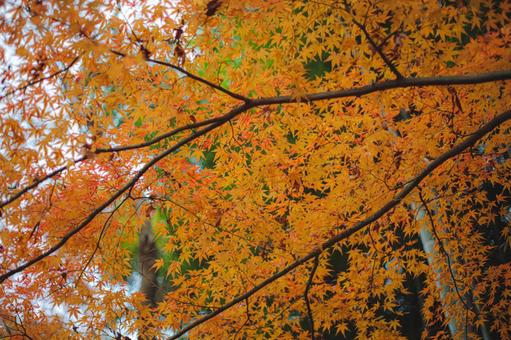 もみじ もみじの写真