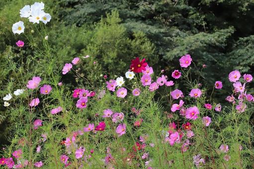コスモスの花の写真