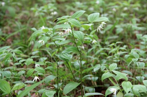 チゴユリ・稚児百合　咲く風景 自然風景,可憐,草花の写真素材