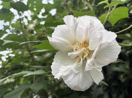 酔芙蓉（スイフヨウ）、白い可憐な花﻿ 酔芙蓉,芙蓉,スイフヨウの写真素材