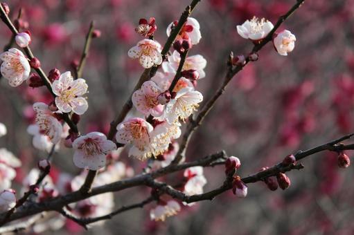 梅の花 梅の花 梅,木,風景の写真素材