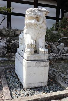 近江神宮 狛犬 近江神宮 狛犬の写真