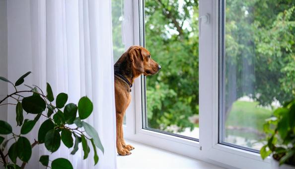 窓の外を見る犬 窓の外を見る犬の写真