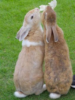 大久野島のウサギ ウサギ,かわいい,大久野島の写真素材