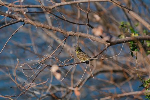 木の枝に止まって羽を休めるアオジ アオジ,冬鳥,野鳥の写真素材
