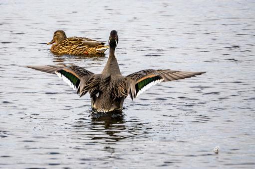 オナガガモ⑻の写真