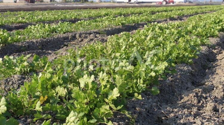 パクチーを育てている畑 パクチー,畑,農家の写真素材