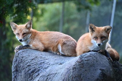 岩の上でくつろぐきつねたち 岩の上でくつろぐきつねたち キツネ,きつね,狐の写真素材