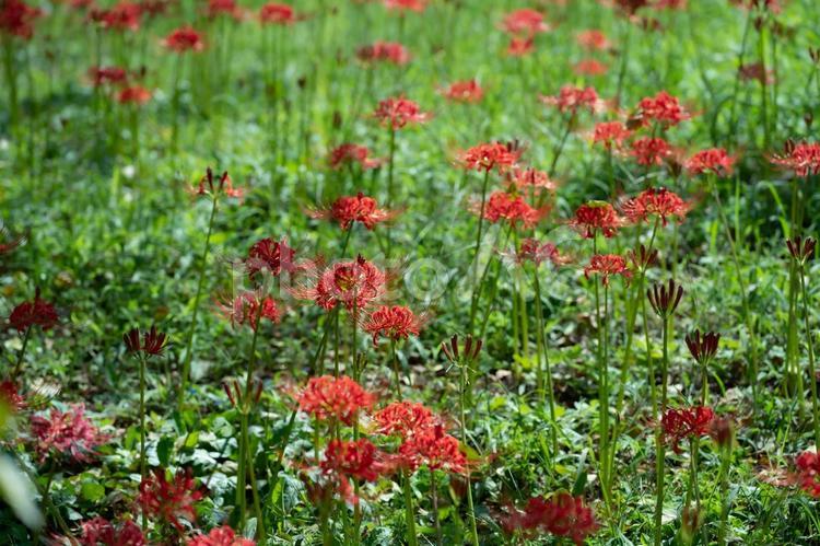 曼殊沙華（彼岸花） 曼殊沙華,彼岸花,花の写真素材