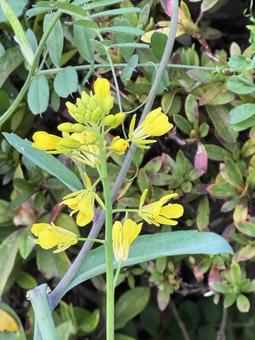 プラッツカの写真