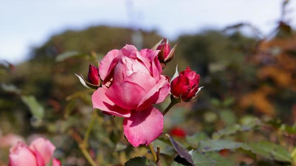 【花の写真】ばらの花 rose,植物,園芸の写真素材