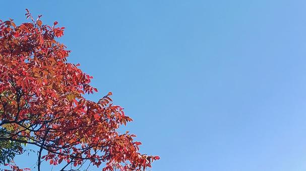 赤葉と青空の写真