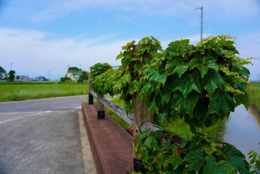 橋の脇の草の写真
