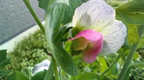 赤花さやえんどう 赤花さやえんどうの写真