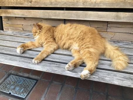 Cat sleeping on a bench, JPG