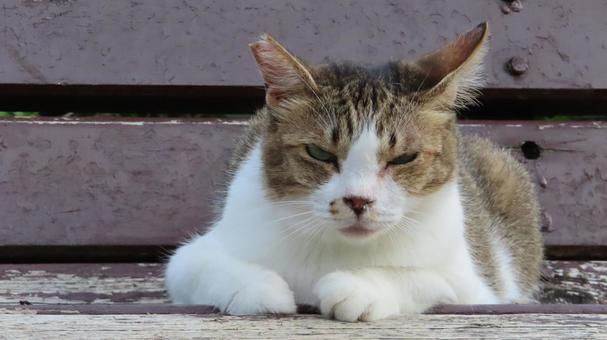 ベンチの上で夕涼みしているもふもふな猫様 ベンチの上で夕涼みしているもふもふな猫様の写真
