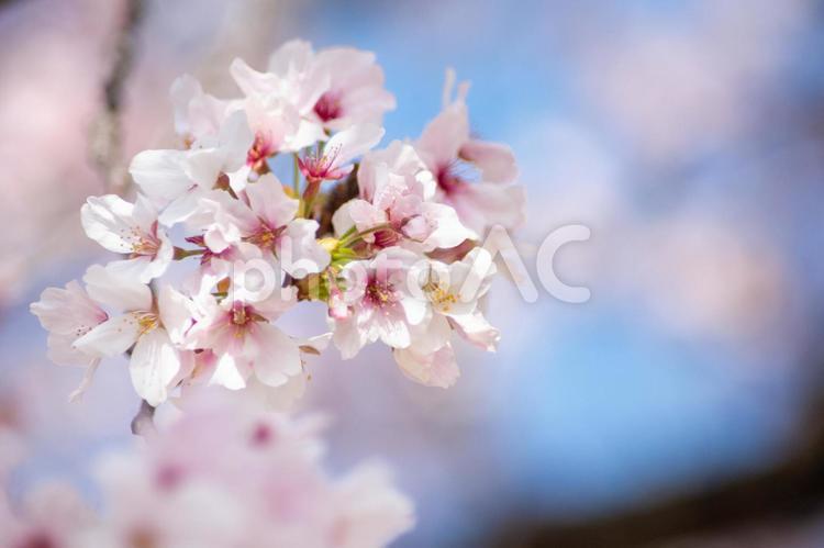 満開のサクラ５ サクラ,桜,さくらの写真素材