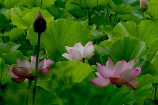 蓮 蓮 蓮,ハス,上野公園の写真素材