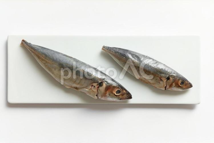 白いまな板の上の魚 魚,アジ,まな板の写真素材