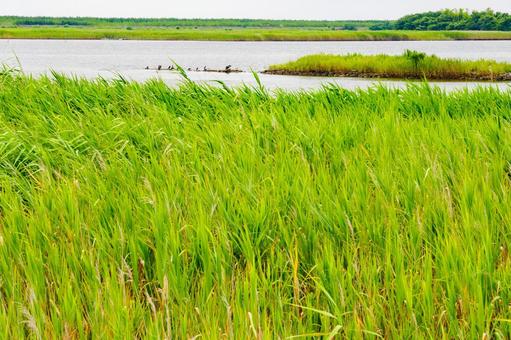 沿岸部の風景(39) 沿岸部の風景(39) 名取市,沿岸部,被災後の写真素材