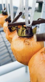 渋柿を干す② 干し柿,渋柿,柿の写真素材