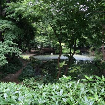 木漏れ日の池 木漏れ日の池 池,木,木漏れ日の写真素材