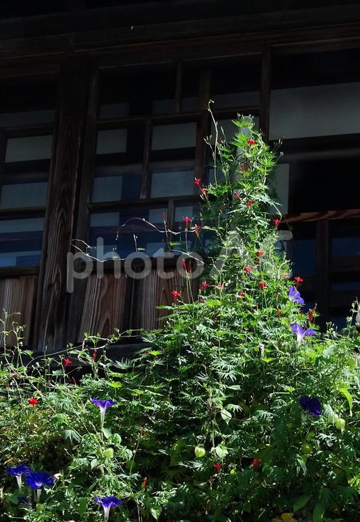 アサガオの風景 植物,花,ムラサキの写真素材