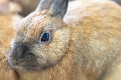 うさぎの顔｜鼻周りのアップ うさぎ,動物,ペットの写真素材