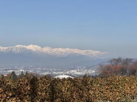 晩秋のワイン用ぶどう畑と北アルプス 空,ワイン用ぶどう,青空の写真素材