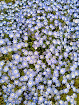 ネモフィラの絨毯2 ネモフィラ,自然,風景の写真素材