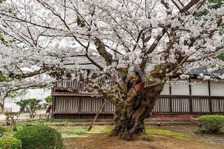 弘前公園最長寿の桜 桜,花びら,ソメイヨシノの写真素材