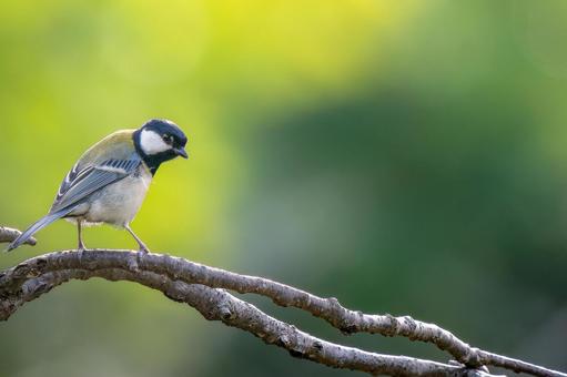 枝にとまるシジュウカラ・コピースペース シジュウカラ,野鳥,鳥の写真素材