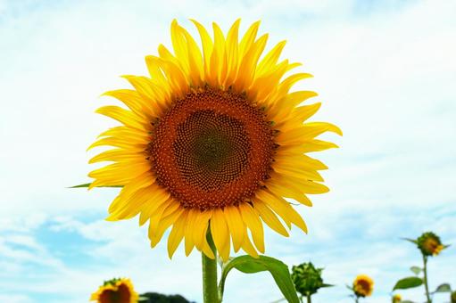 ひまわり ひまわり,向日葵,ひまわり畑の写真素材