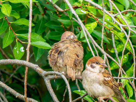 枝にとまるスズメ 枝にとまるスズメ スズメ,雀,鳥の写真素材
