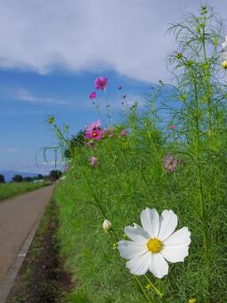コスモスの写真