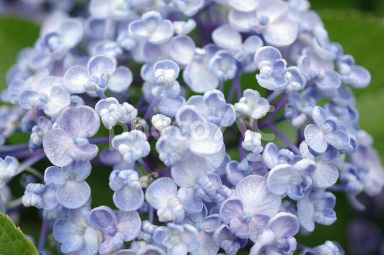 あじあじさいさい06 あじさい,アジサイ,紫陽花の写真素材