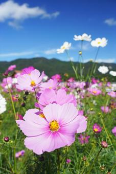 コスモス コスモス,こすもす,秋桜の写真素材