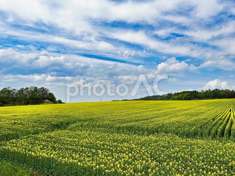 北海道　菜の花畑 菜の花,なのはな,花の写真素材