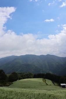 ９月下旬のまんのう町島ヶ峰の天空のソバ畑 ソバ畑,蕎麦,花の写真素材