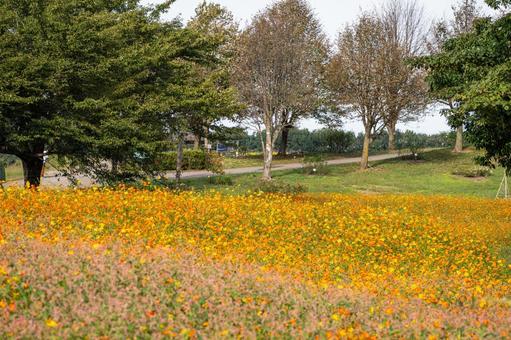 丘の風景ー秋⒃ 丘の風景ー秋⒃ やくらいガーデン,丘,花々の写真素材