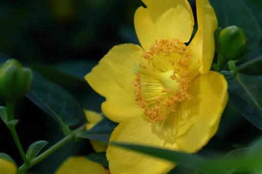 金色に輝く梅の花 金色に輝く梅の花 キンシバイ,花,オトギリソウ科の植物の写真素材