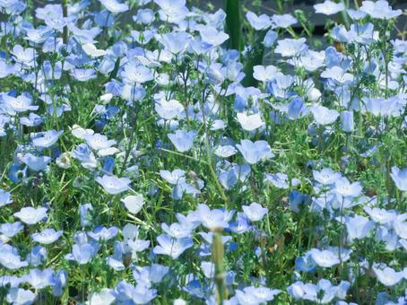 Nemophila flower field, JPG Nemophila flower field, JPG