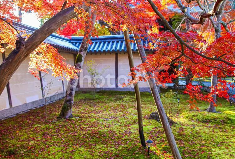京都の秋風景　小倉山二尊院境内の紅葉 秋,二尊院,もみじの写真素材