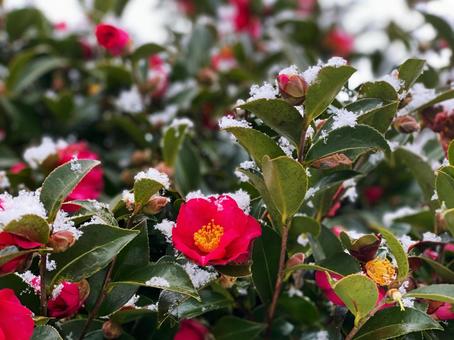 Photo, snow chun, camellia, snow, 