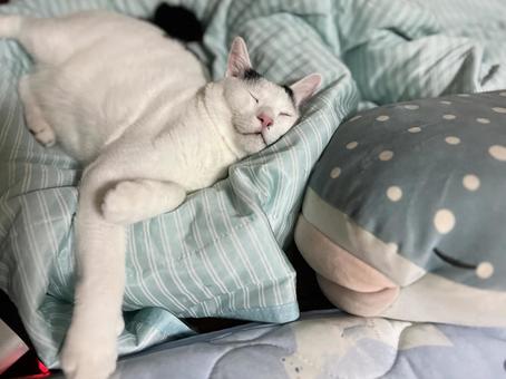 Photo, cat, cute, a pet, 