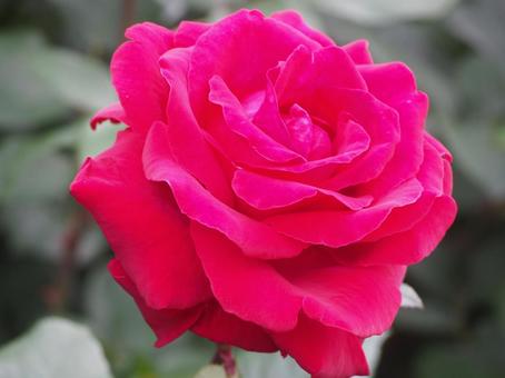 赤いバラ 赤いバラ 薔薇,ピンク,ローズの写真素材
