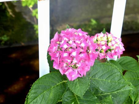 川沿いの花壇で咲き始めたアジサイ アジサイ,花,植物の写真素材
