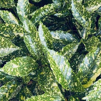 ヘンヨウボクの写真